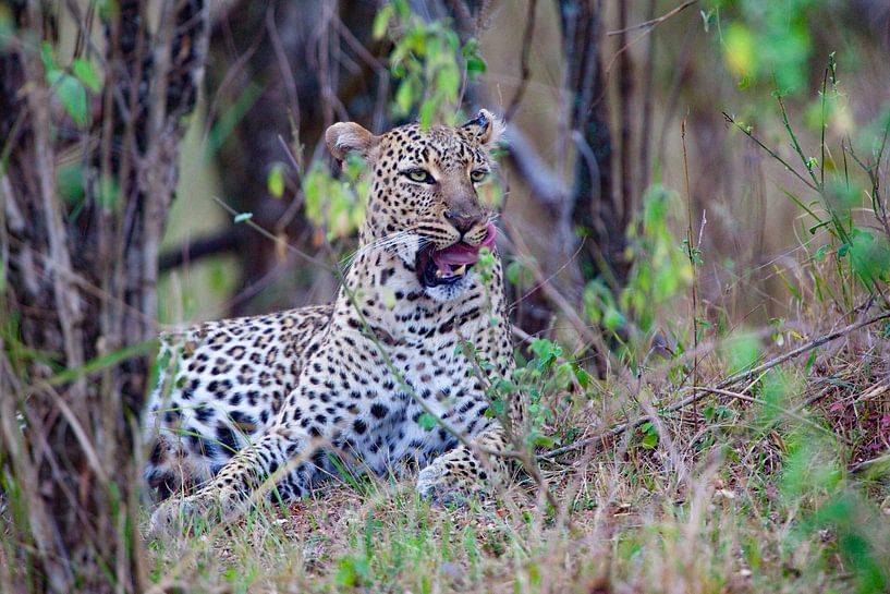 Gähnen von Peter Michel