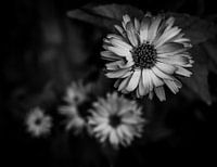 Flowers in Black and White