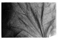 Botanisches Porträt #8