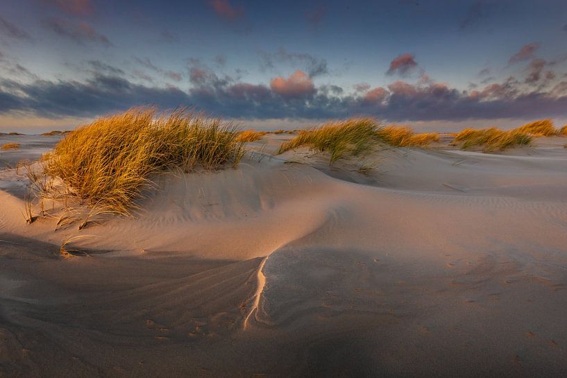Beautiful light in the dunes by Andy Luberti