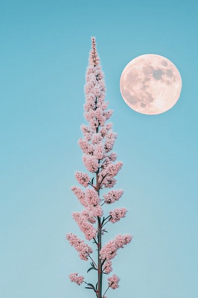 Rosa Blume mit Vollmond von Thea