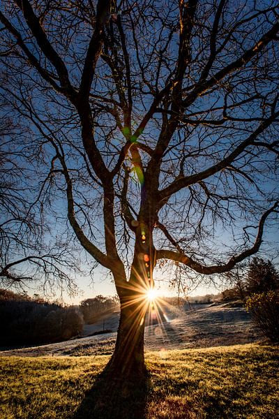 Großer Baum bei Sonnenaufgang in einer hügeligen Landschaft in Frankreich.rich von Frans Scherpenisse