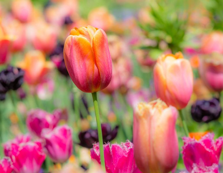 Tulipe dans le parterre de fleurs par ManfredFotos