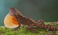 Un anolis mâle de pavillon espagnol qui sort de sa poche pharyngée