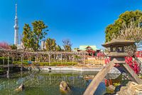 La tour Tokyo Skytree et le Sanctuaire Kameido Tenjin