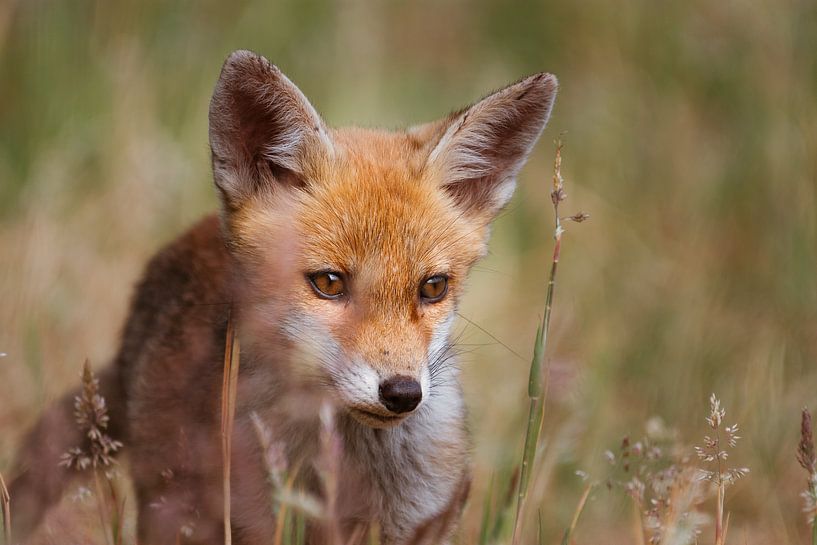 Portrait d'un jeune renard dans la nature néerlandaise dans un décor lumineux par Maarten Oerlemans