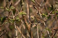 Zilpzalp zwischen Herbstblättern