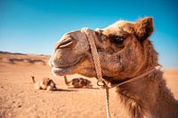 Gesicht eines Dromedars