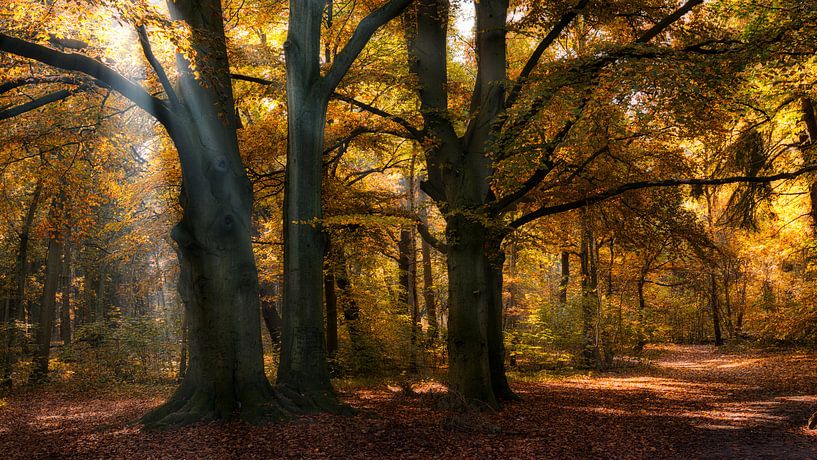 Zonnestralen in een herfst bos by Bram van Broekhoven