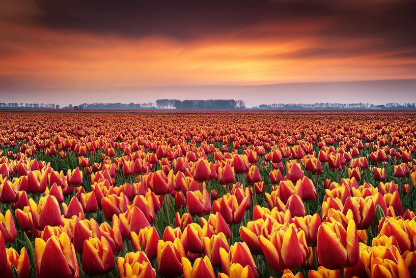 Des tulipes dramatiques par Martin Podt