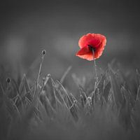 Farbtupfer im Alltagsgrau