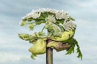 Berenklauw half uit knop