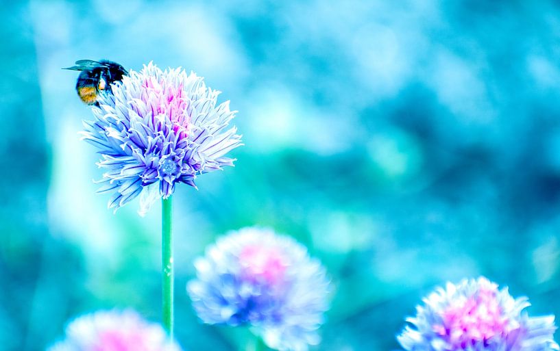 Blumen und Bienen von Xenia Blair