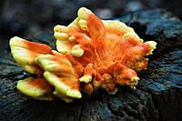 Paddenstoel op omgezaagde boom