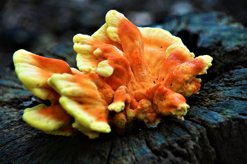Paddenstoel op omgezaagde boom by David van Coowijk