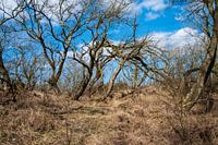 Winterlandschaft mit kahlen Bäumen