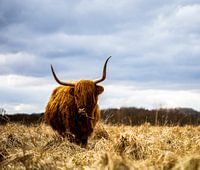 Highlander écossais