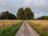 2 Solitary oak trees on historical field