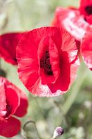 poppy in the sunshine