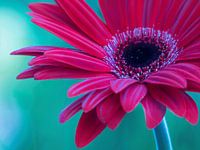 Flowerpower Gerbera