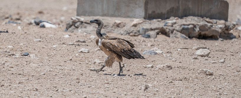 Lappet-faced Vulture in Etosha National Park, Namibia, Africa by Patrick Groß
