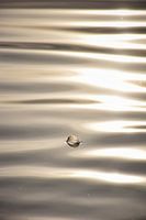 So lügen wie eine Feder