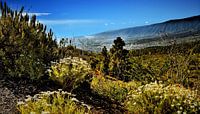 De natuur op Tenerife met widgroei aan bloemen en aan de horizon blauwe lucht met op de achtergrond 