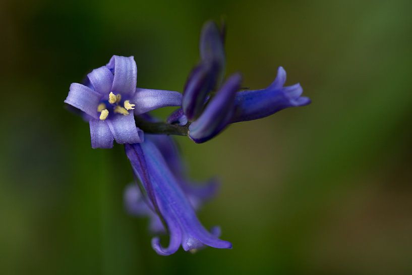 Bois de Hal - 'La Forêt Bleue' par Ronald De Neve