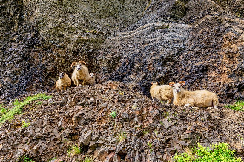 Moutons d'Islande par Easycopters