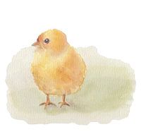 Aquarel Easter chick lenten with white background