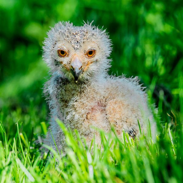 Young Bengal Eagle owl - Bubo bengalensis by Rob Smit