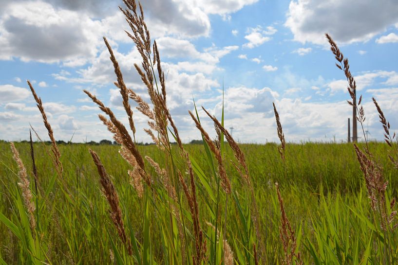 Grass plumes in Whittlesey (England) by FotoGraaGHanneke