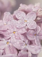 Flexa Color Of The Year 2024 Sweet Embrace