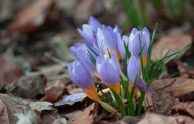 Crocus etruscus in silva par Photoart-Naegele