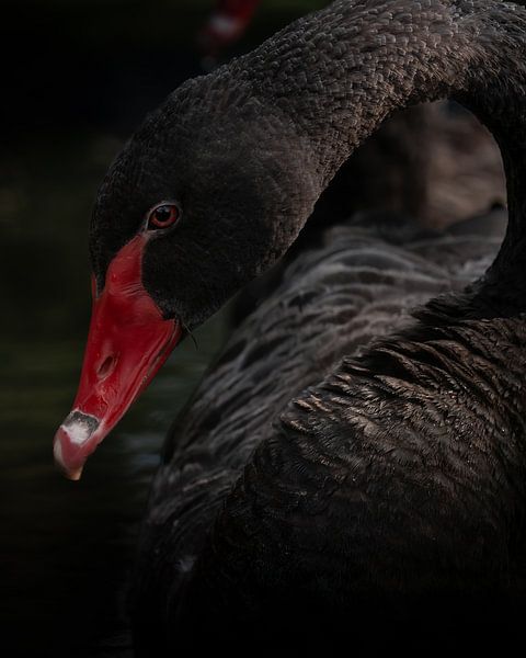 Schwarzer Schwan von Liliane Jaspers