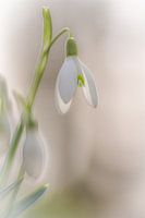 Snowdrop