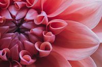 macro photo dahlia