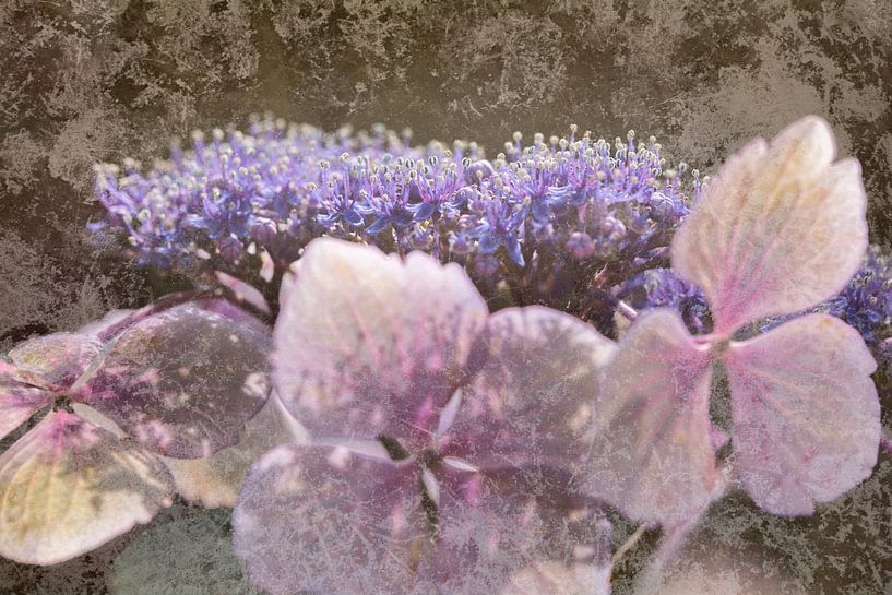 Hydrangea flower with old rustic look by Lisette Rijkers