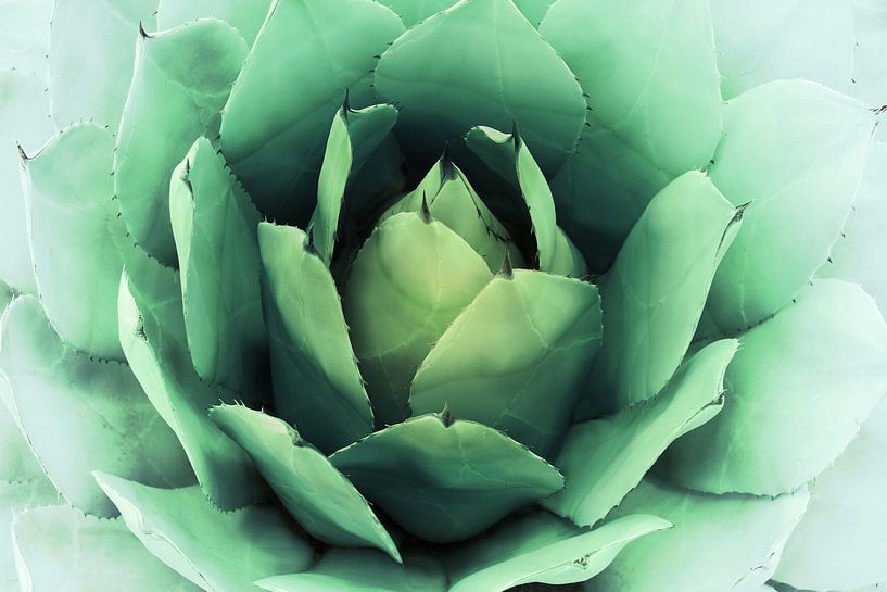 CACTUS VI par Pia Schneider