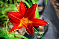 Edible Lily