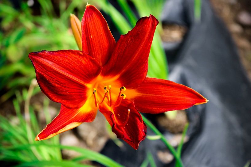 Eetbare lelie von Iris van der Veen