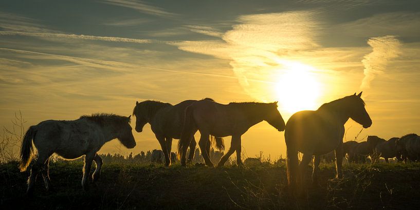 Konik-paarden bij zonsondergang by Fokko Erhart