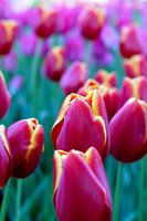 Tulipes
