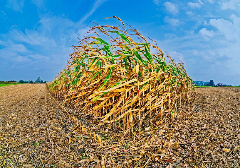 Maisfeld von Leopold Brix