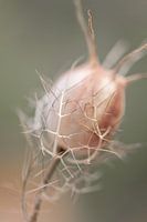 Soft Lines I - Enclosed Tranquillity (Minimalist Botanical Photography in Pastel Shades)