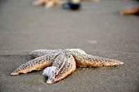 étoile de mer sur la plage
