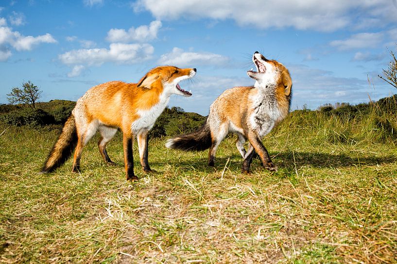 Hau ab! von Joke Beers-Blom