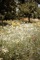 Zomer op het Veluwse platteland