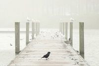 Échafaudages dans le brouillard