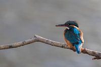kingfisher female